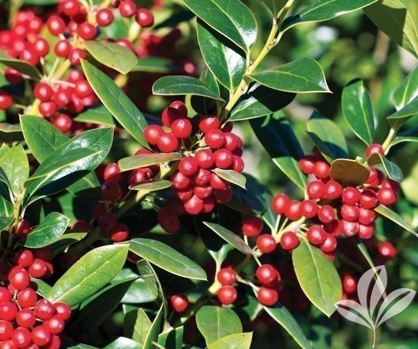 Ilex Needlepoint Holly | 3 Gallon | Ilex cornuta | Evergreen Privacy Plant