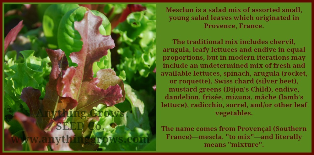 Certified Organic Mesclun mix Seed (1000ct) Mixed Greens USA Grown Seed