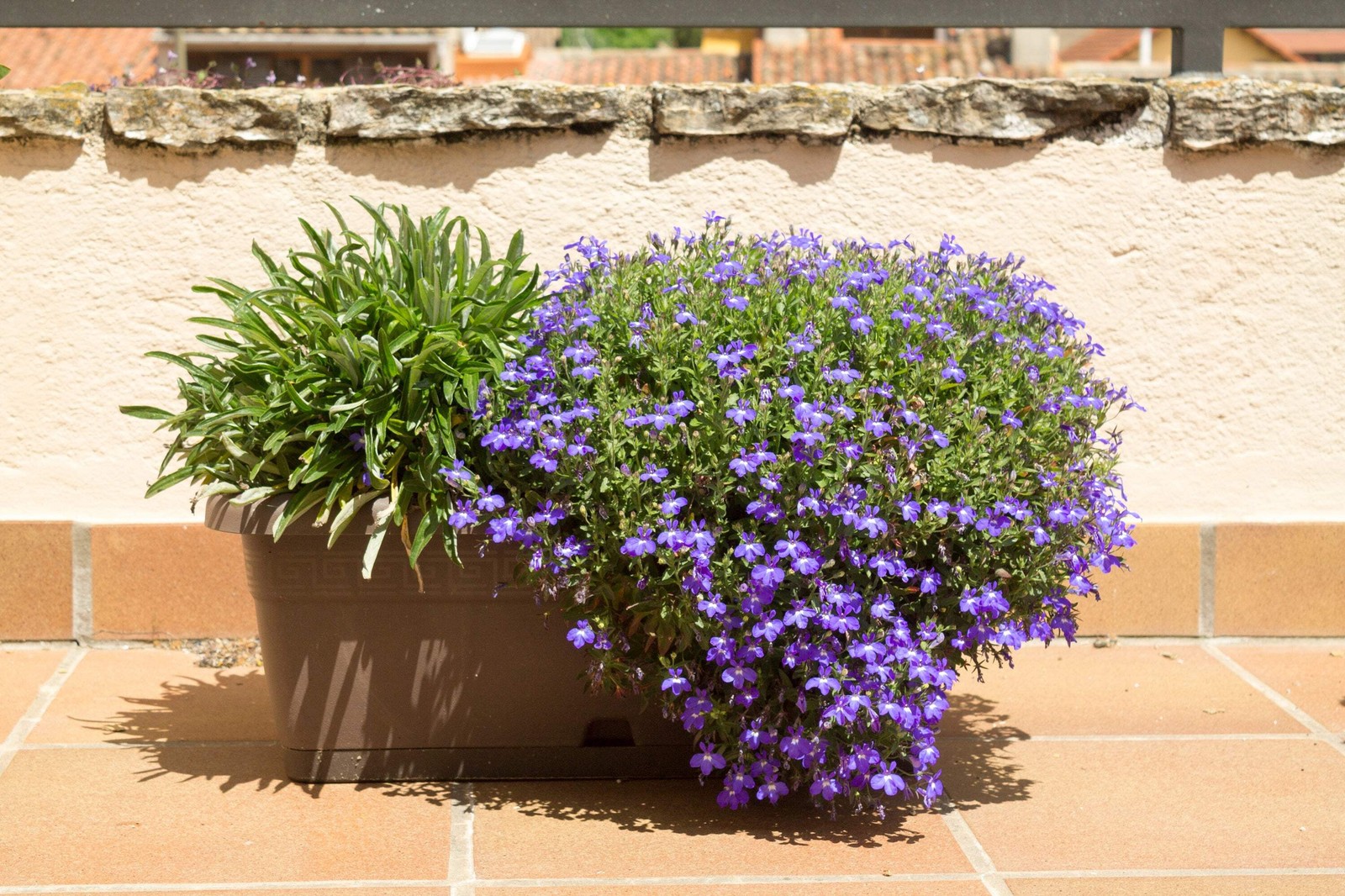 200 LILAC Purple LOBELIA REGATTA Lobelia Erinus Flower Seeds