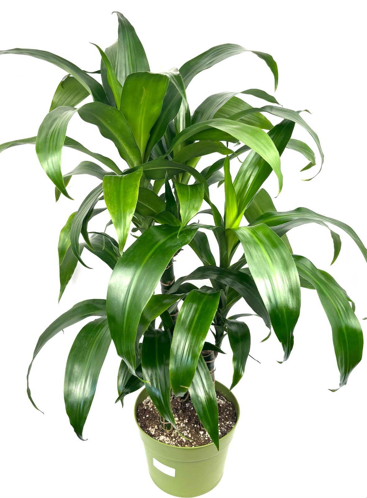 Dracaena Black Beauty Cane XL House Plants 3 Plants/Pot, 8″ Pot 2-3FT Tall
