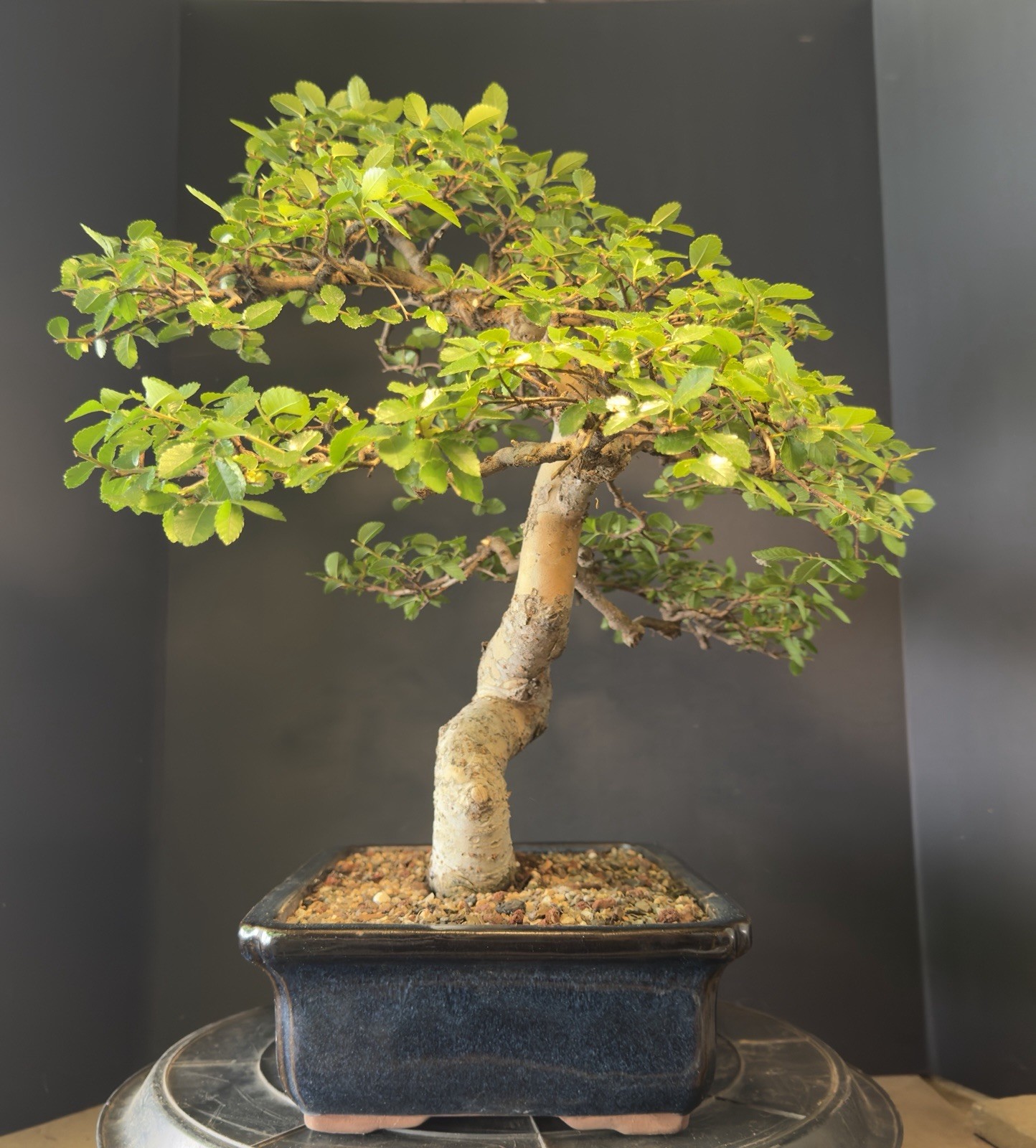 Bonsai Tree Chinese Elm Exposed root over rock 20” tall Blue Glazed Chinese Pot