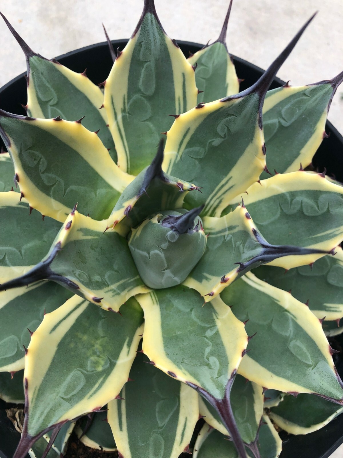 Agave ‘Cream Spike’, Currently In 8” Container