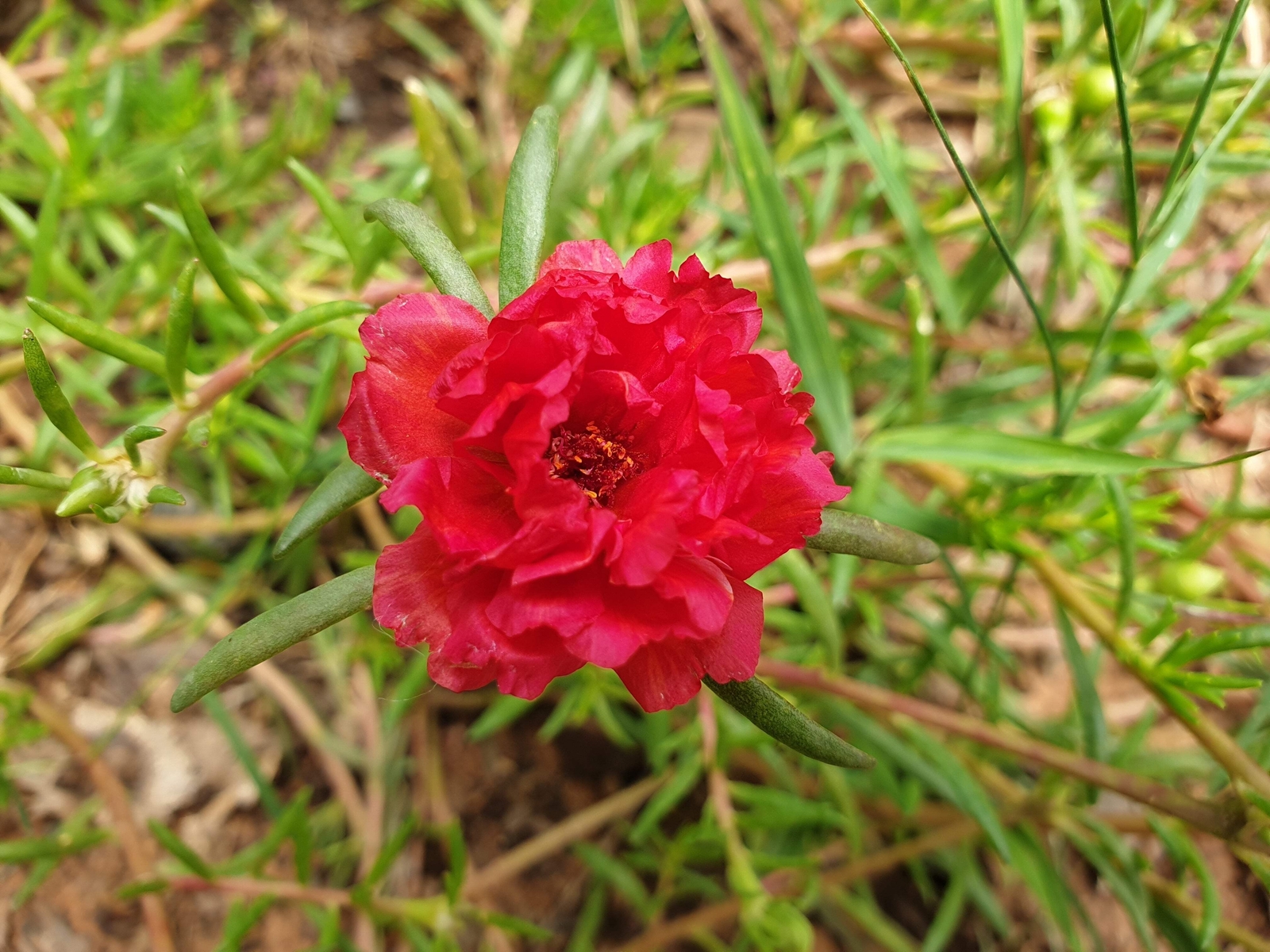 100 RED PORTULACA Grandiflora / MOSS ROSE Flower Seeds *Flat S/H