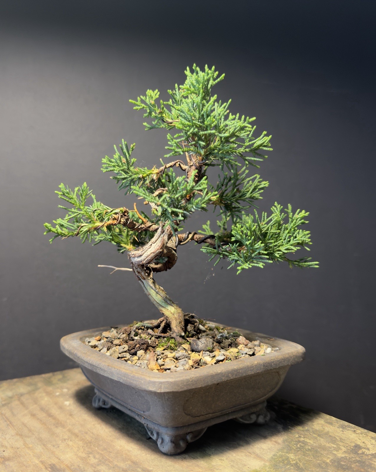 Shimpaku Mame Bonsai Itoigawa 8” Tall Jin/Shari, Yixing pot W Chop