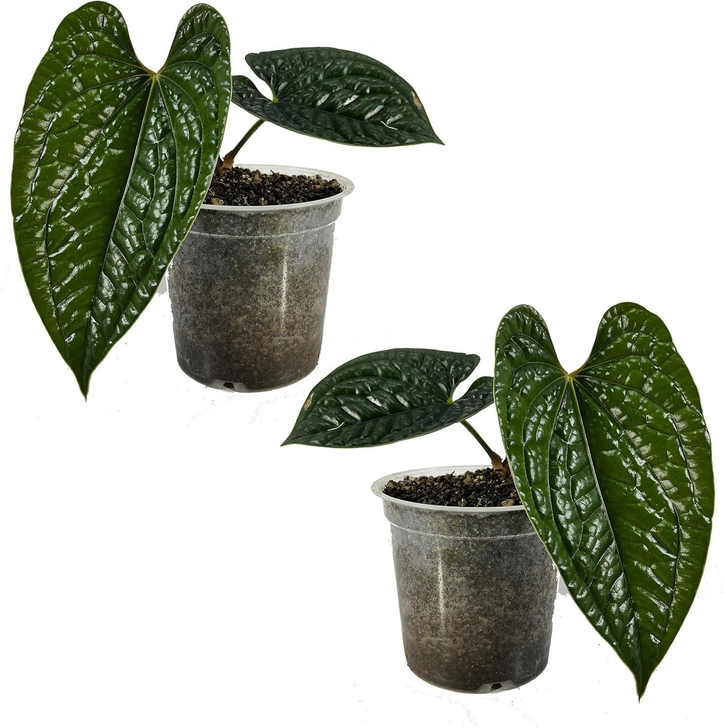 Anthurium Luxurian (Pack of 2) Exotic Green Indoor House Plant