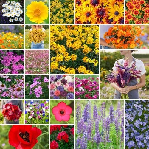 Northeast Wildflower Seed Mix – 1 lb, 480,000+ Seeds, Attracts Pollinators, Zone