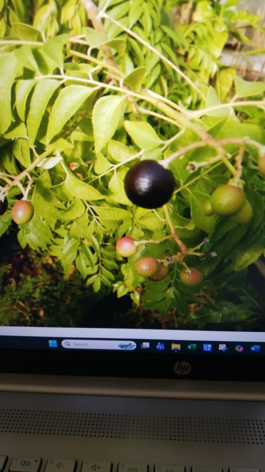 Over 7 ft tall Aromatic Curry Leaf plant Organically grown-over 7 plus ft TALL