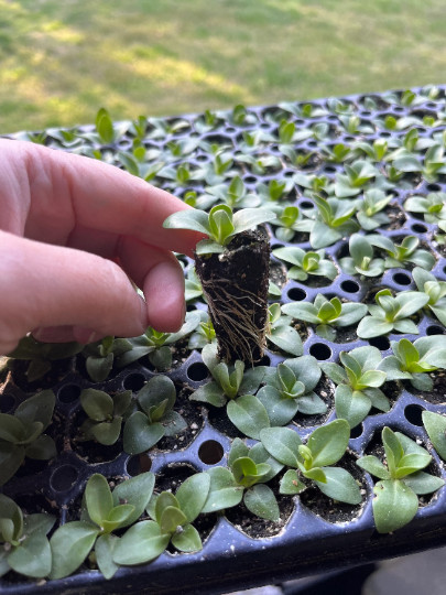 Lisianthus Live Plant, Healthy Starter, Mother’s Day Edition