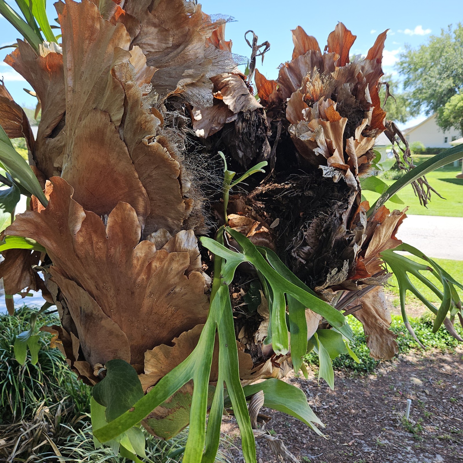 STAGHORN FERN, LARGE PLANT. OVER 20 YEARS OLD, LOCAL PICKUP ONLY.