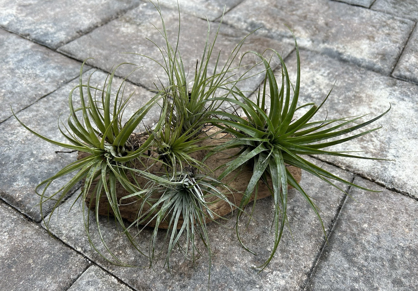 Tillandsia Airplants 3 Pack- Organic- Florida Grown Airplant- Air purifier