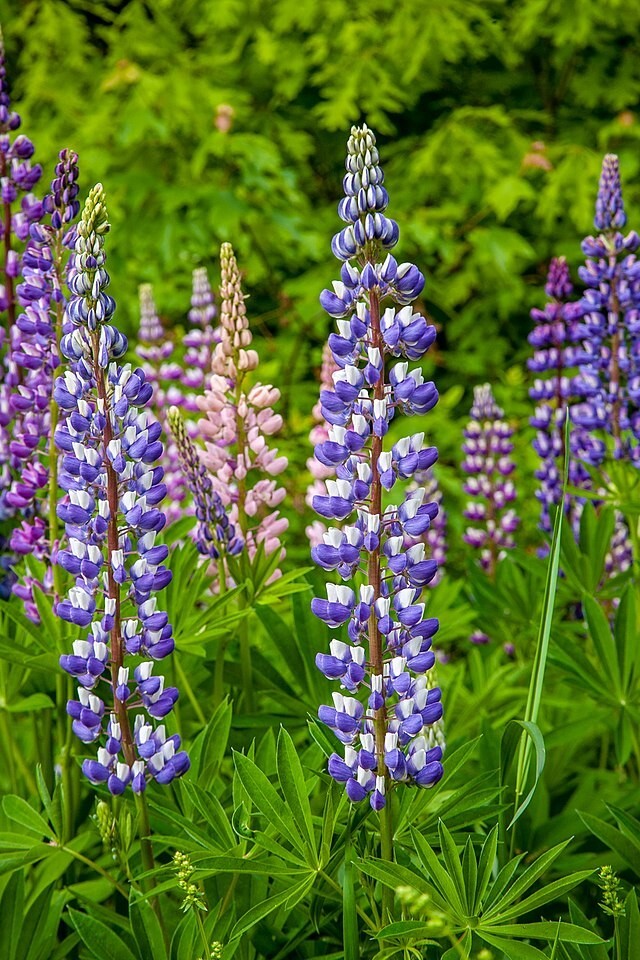 TALL BLUE AND WHITE LUPINE 50 SEEDS, EASY TO GROW PERENNIAL. USA GROWN. NO GMO