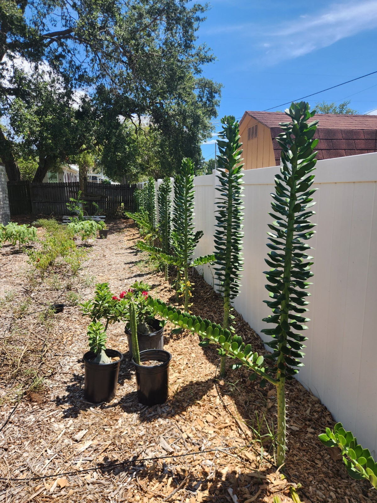 5x GIANT Pereskiopsis. 5″ Cuttings. Grows 15 ‘+ And Thicker than Soda Can. HUGE