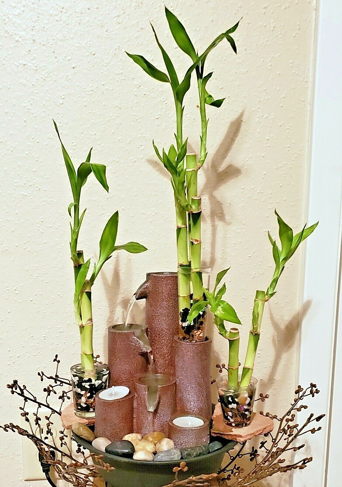6 Lucky Bamboo Stalks Rooted Plants – 4″, 6″, 8″ Feng Shui, Perennial, GIFT