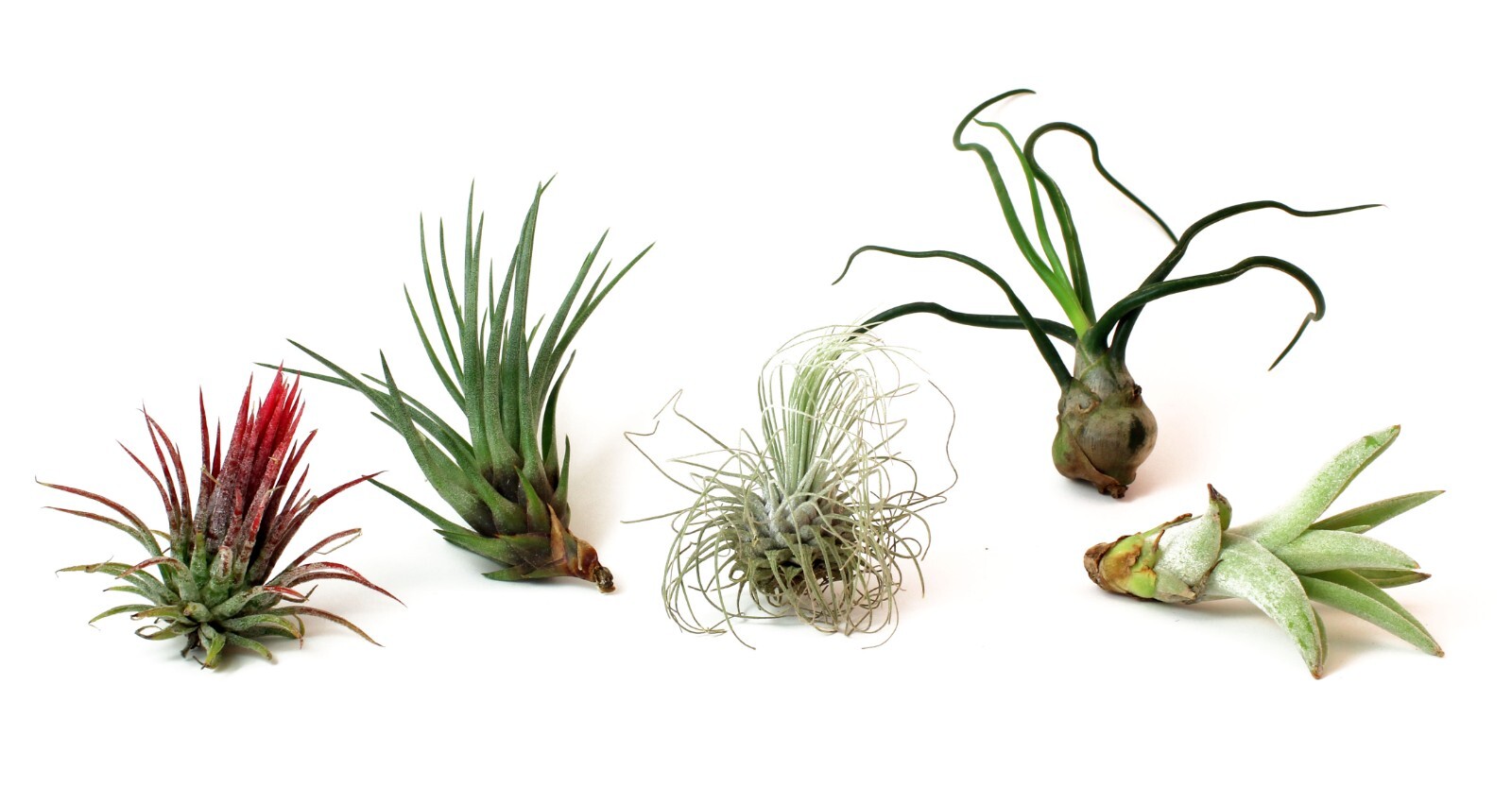 5 Pack Assorted Live Tillandsia Air Plants – Low Maintenance – Exotic Variety