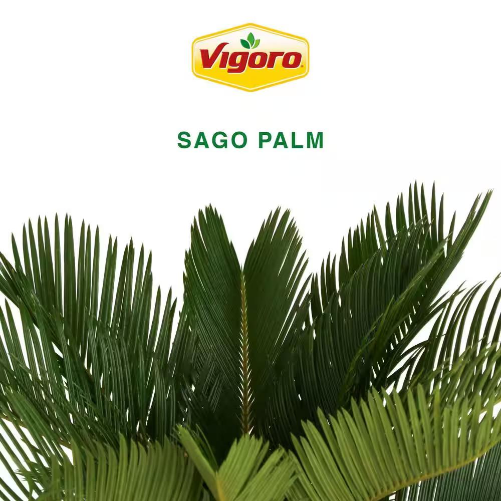 Sago Palm Indoor Plant in 6 In. White Decor Planter, Average Shipping Height 1-2