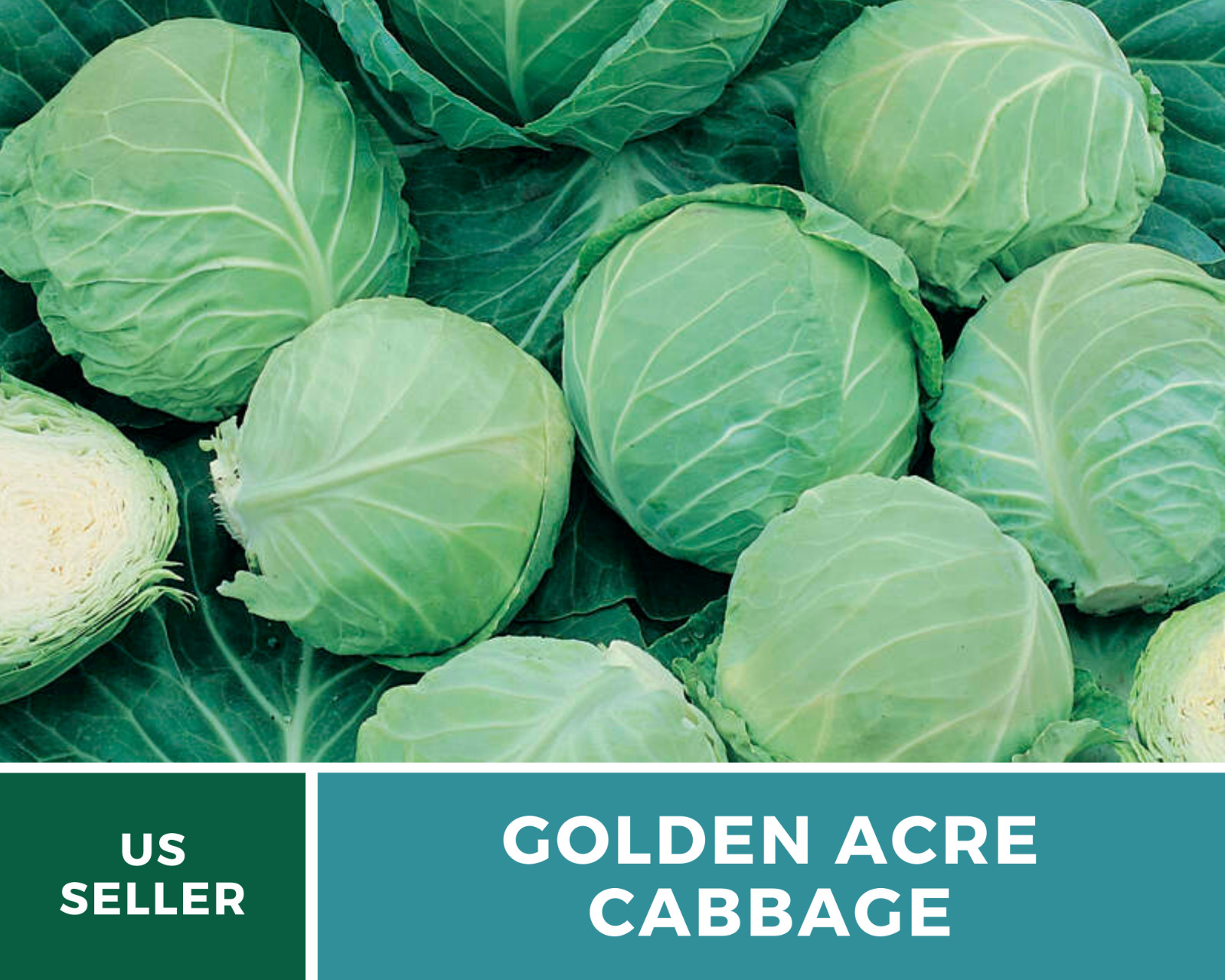 Cabbage, Golden Acre – 200 Seeds – Sow Spring & Summer – Heirloom – NonGMO