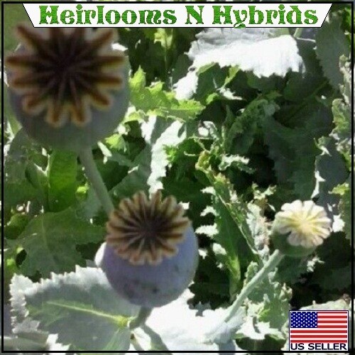 Turkish Papaever Somniferum Poppy Seeds 5,000-20,000 Imported Fresh For Planting