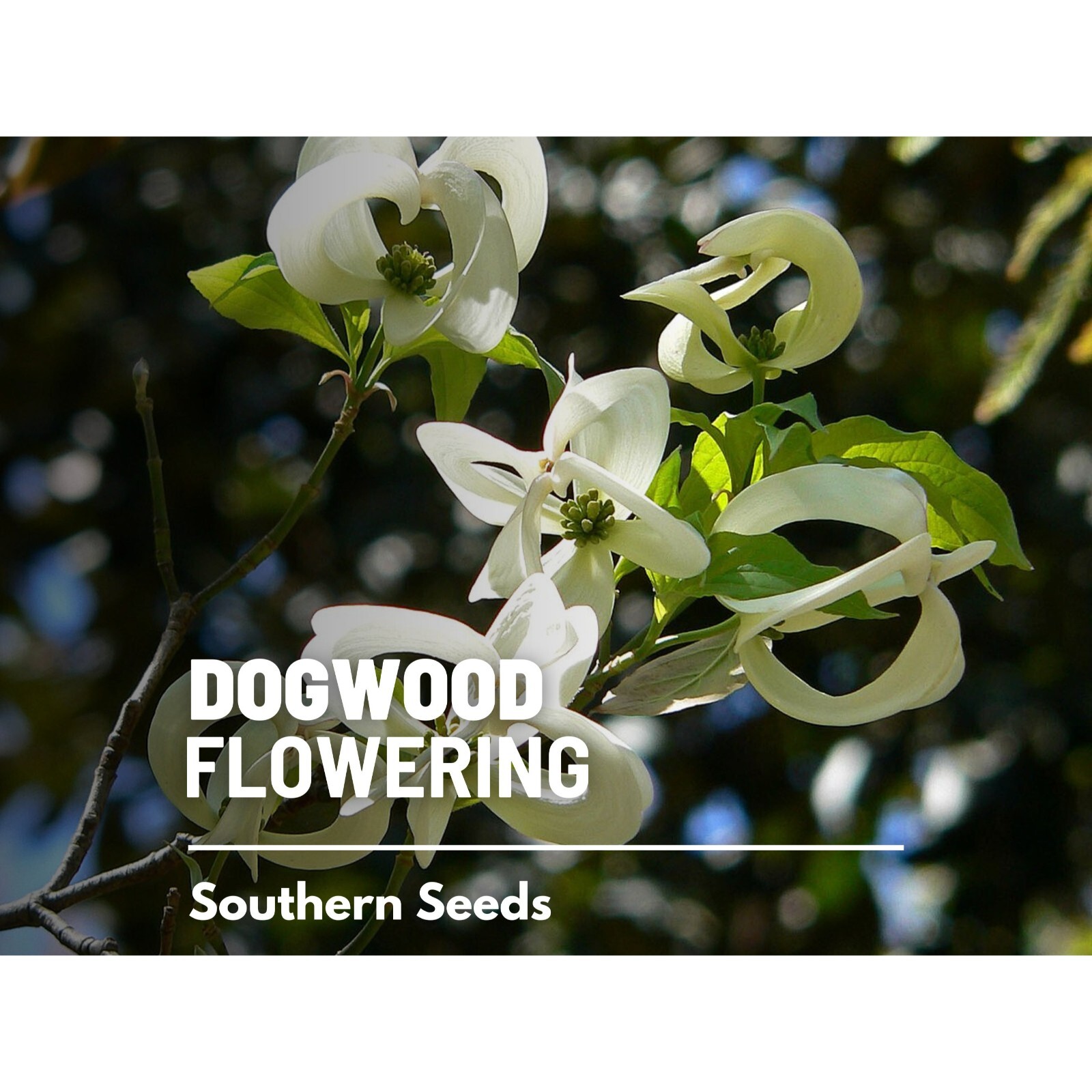 Dogwood, Flowering (White) – 20 Seeds – Heirloom Tree, Stunning White Blooms, Lo