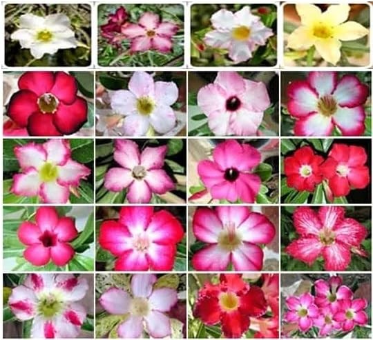100 Desert Rose Seeds for Planting Mixed Color Ready Adenium Seeds, Natural