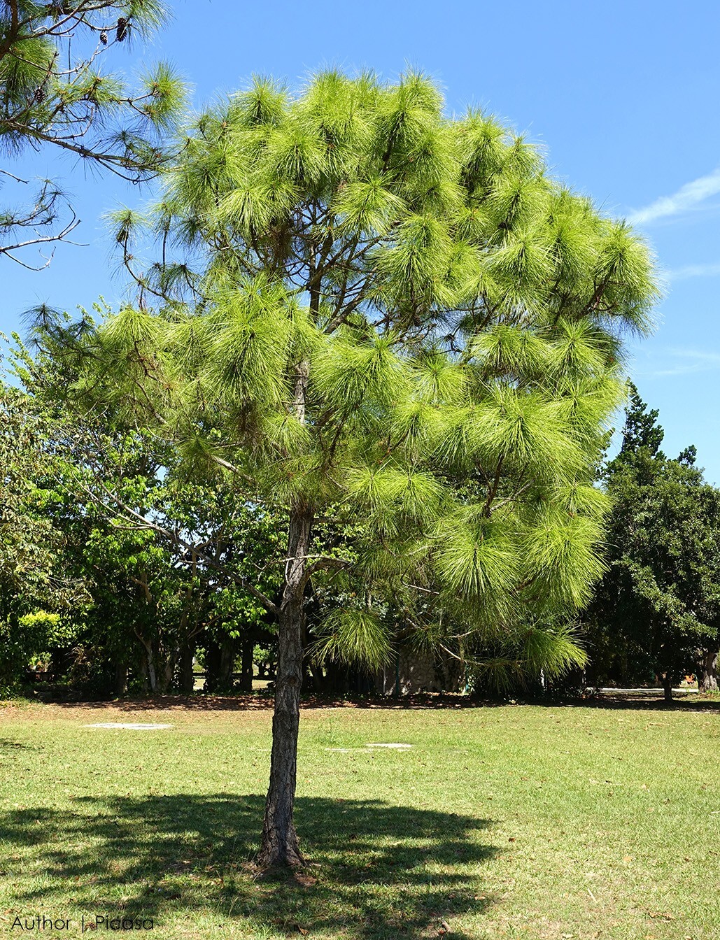 Slash Pine Tree | Premium Seeds | Pinus elliottii | Plants’®