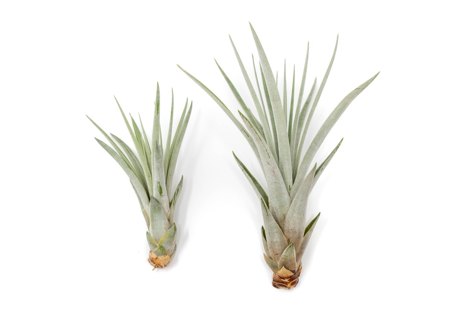 Tillandsia Fasciculata ‘Golden Torch’-Wholesale Bulk Succulents-Easy Care Plants