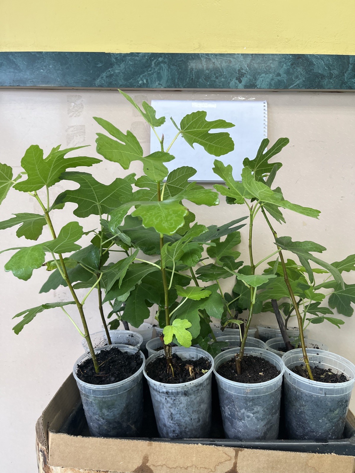 Two Fig Trees