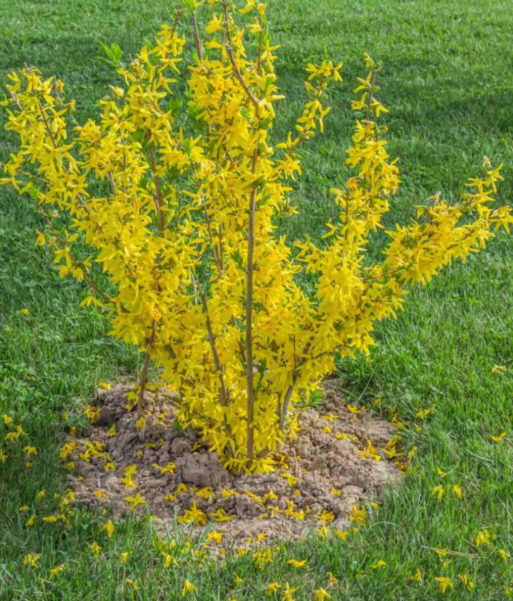 Live Forsythia Plant – Quart Pot – Hardy Evergreen Tree – Juniperus virginiana