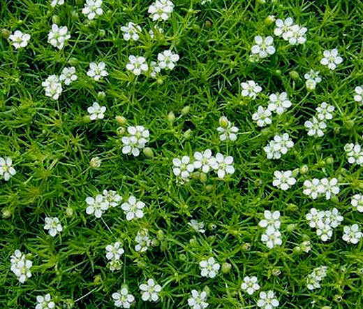 IRISH MOSS PEARLWORT Sagina Subulata – 11,000 Bulk Seeds