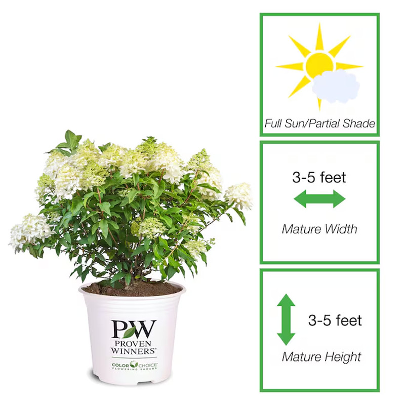Little Lime Punch Hydrangea Flowering Shrub in 3 -Gallon Pot 1.0 -Pack with Mult