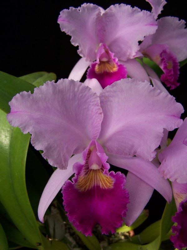 C. trianaei `Jungle Feather’ JC/AOS (A) Original Division Cattleya Orchid Plant