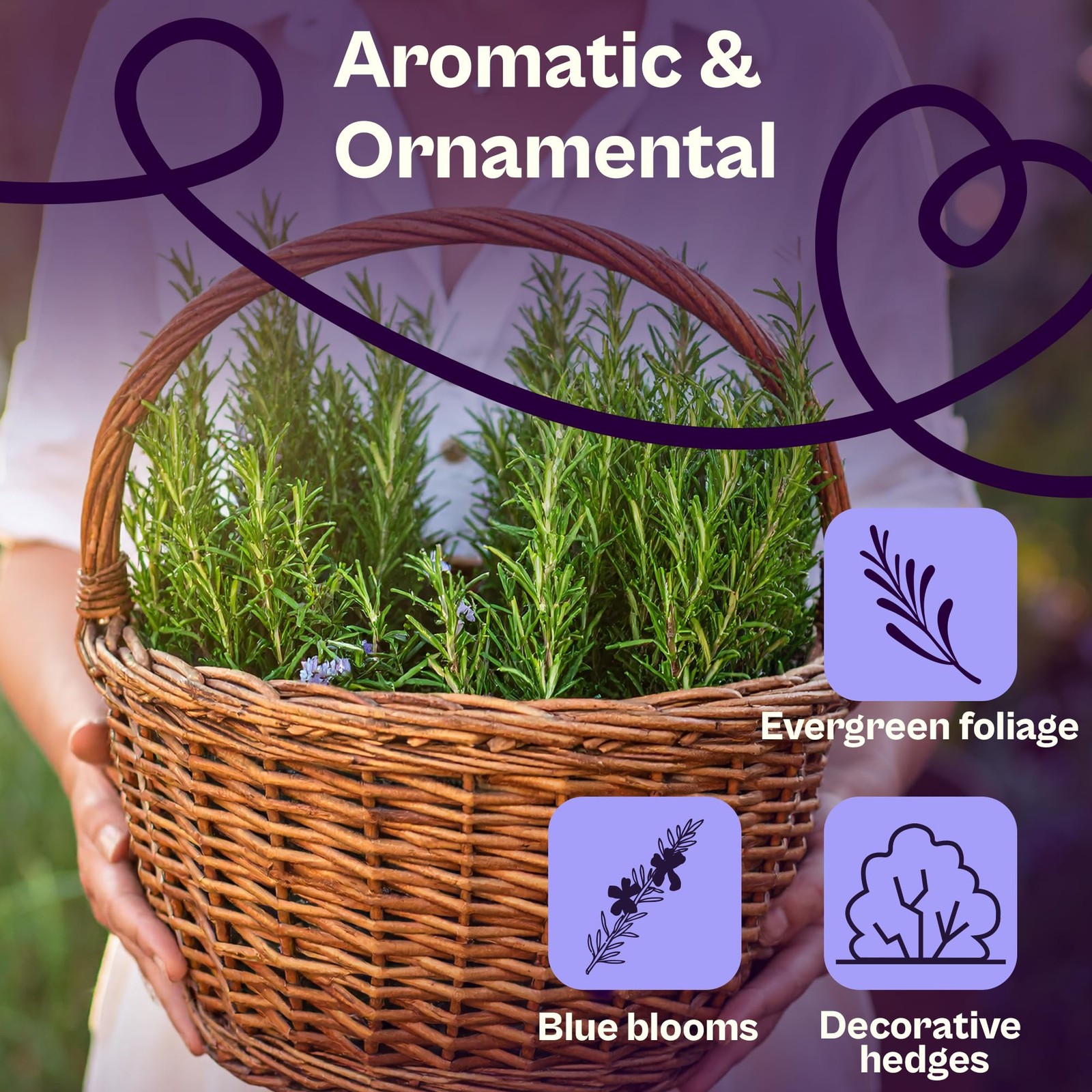 150 Rosemary Seeds for Planting Rosmarinus officinalis – Aromatic Herbs, Harv…