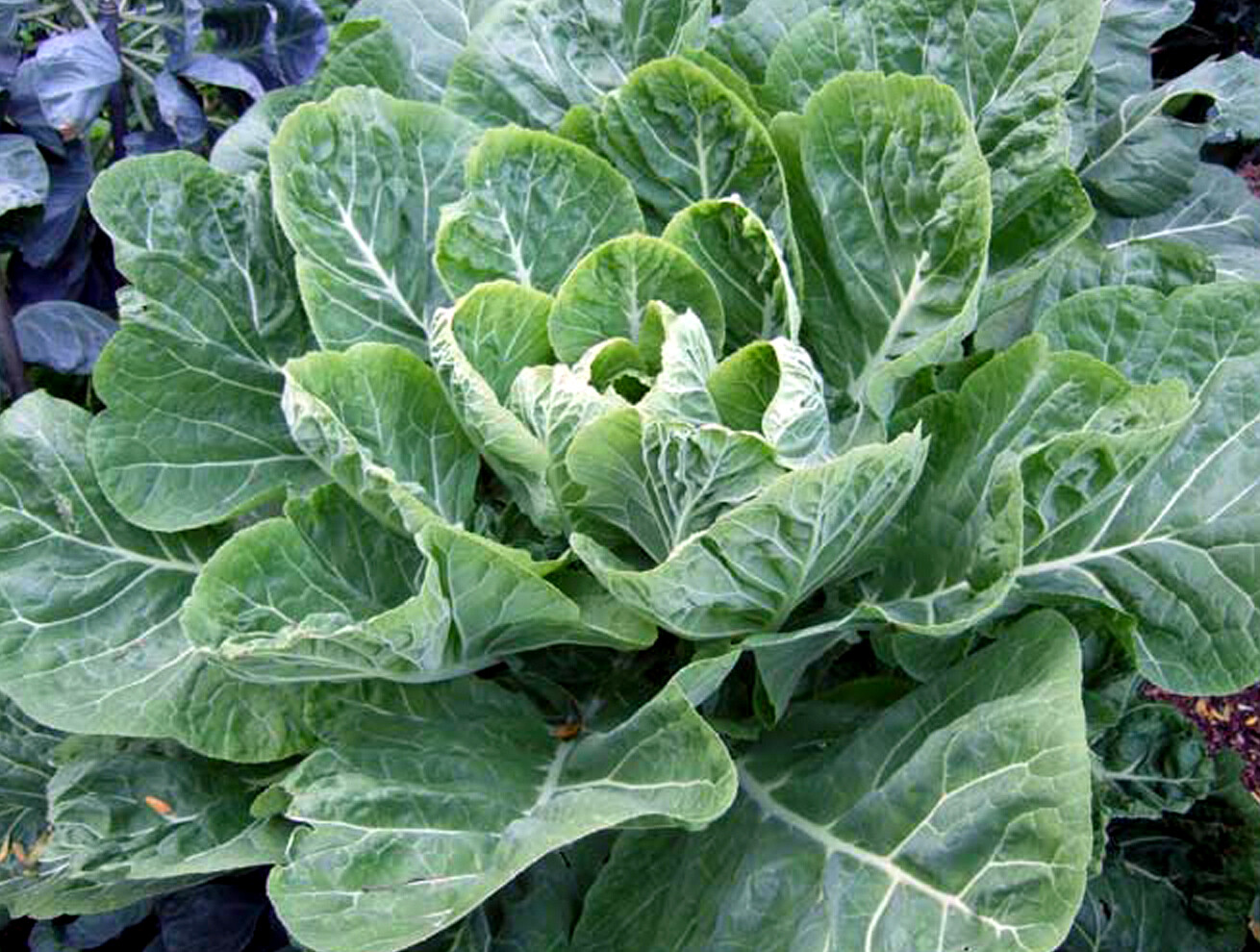 1/2 oz Collard Seeds, Champion, Bulk Seeds, Heirloom Collard Greens 4000ct