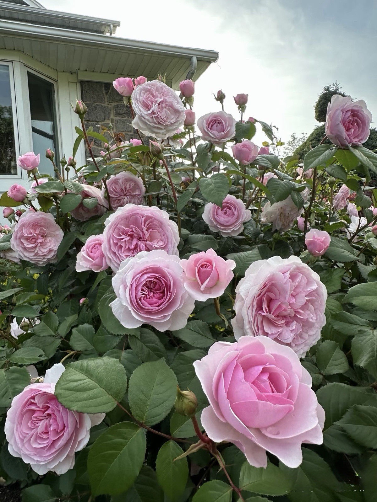 Olivia Rose Austin – Fragrant Pink English Rose with no pot!
