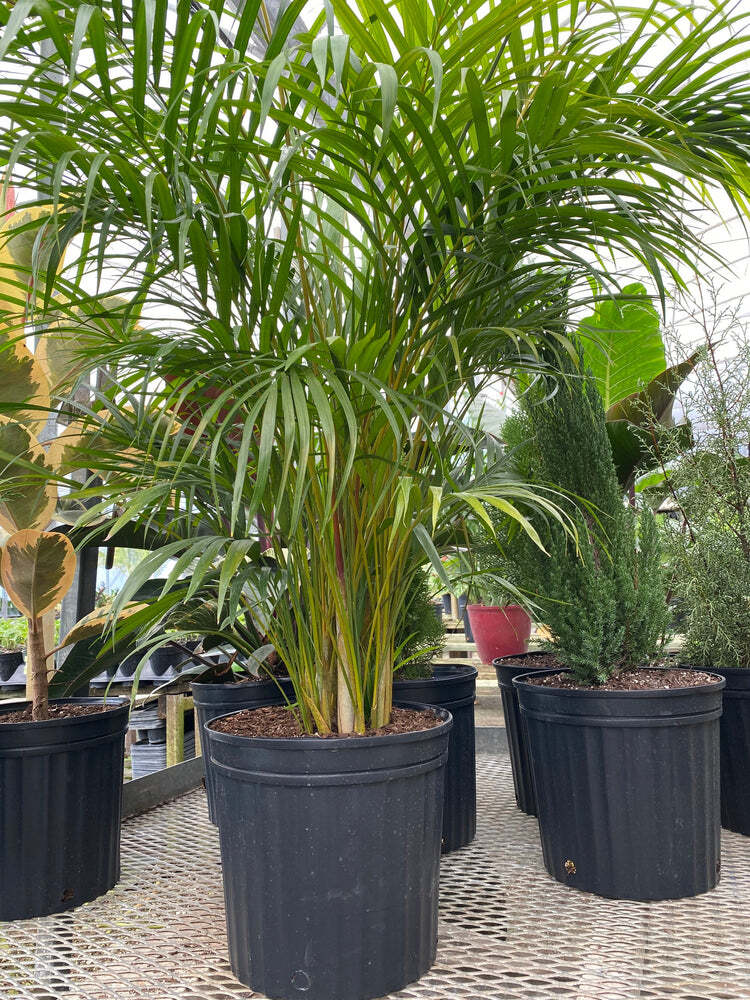 Areca Palm Plant Live Golden Cane Dypsis Lutescens 6″ Pot 20-24″ Overall Height