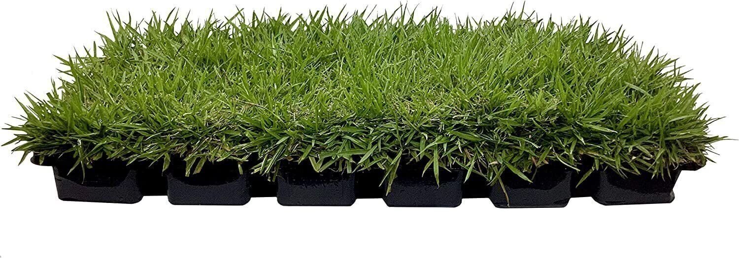 Zoysia Sod Plugs | Extra Large 3″ x 3″ Plugs | 18 Count Tray | Drought, Salt…