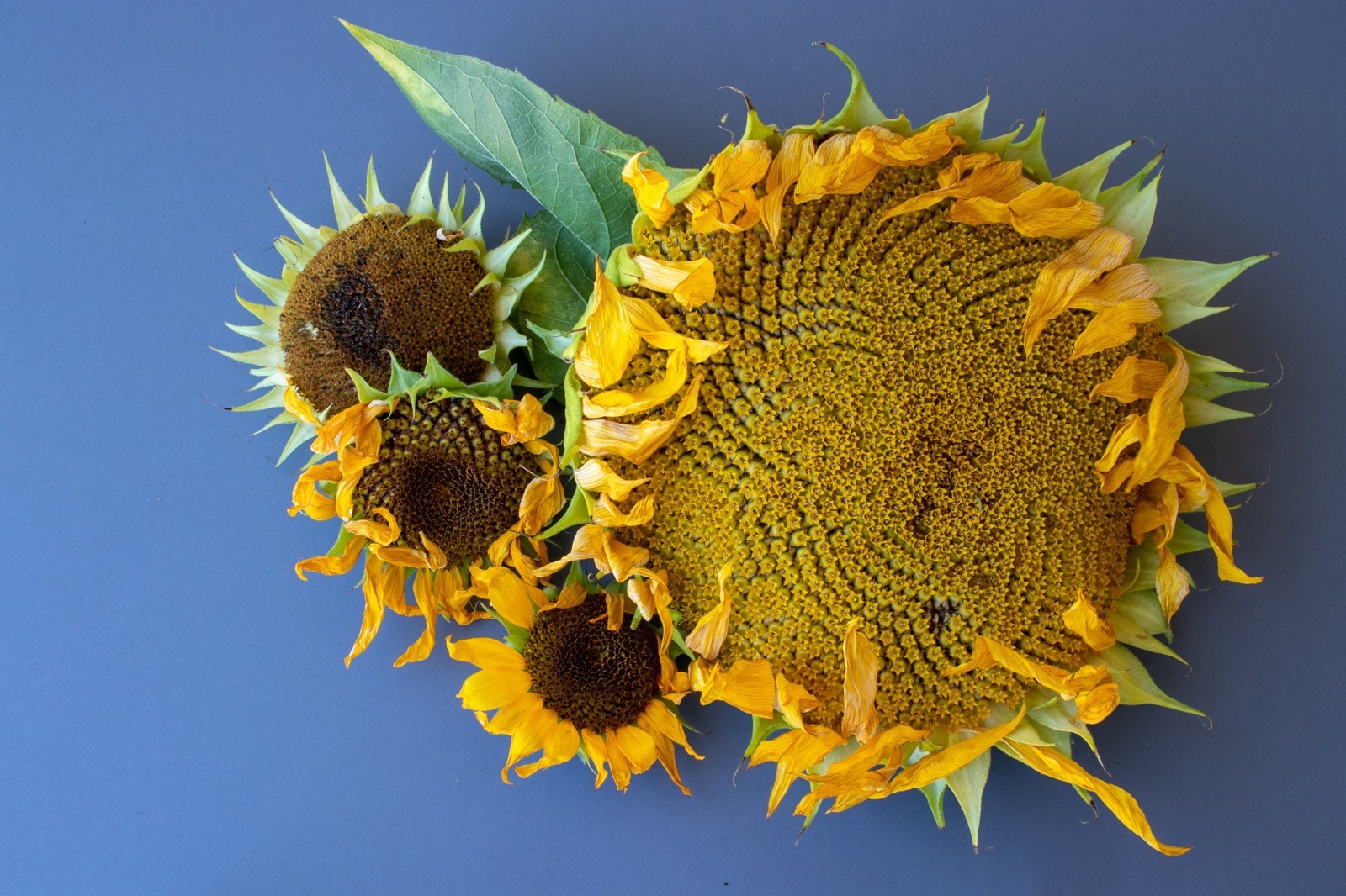 Mammoth Sunflower Seeds for Planting – Heirloom & Non-GMO Seeds