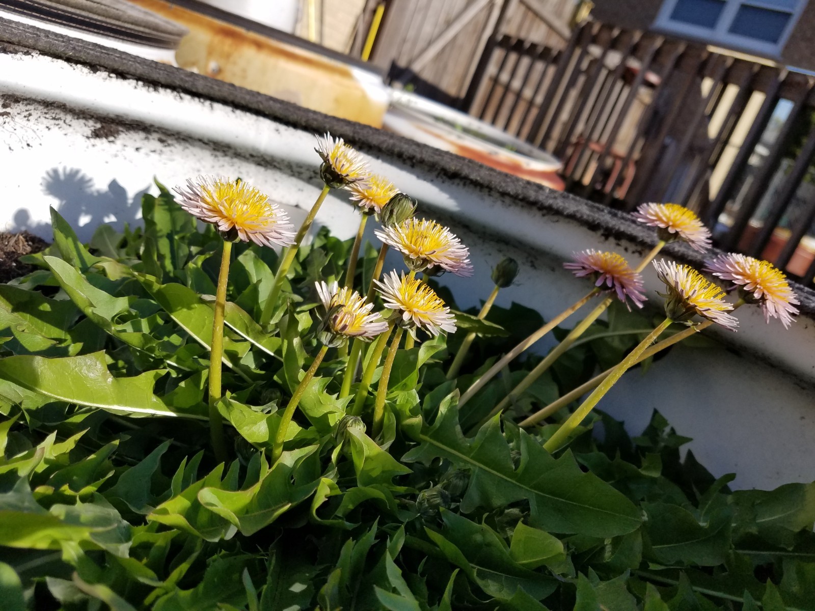 Pink Dandelion Seeds RARE 10 Organic Seeds *FREE SHIPPING*