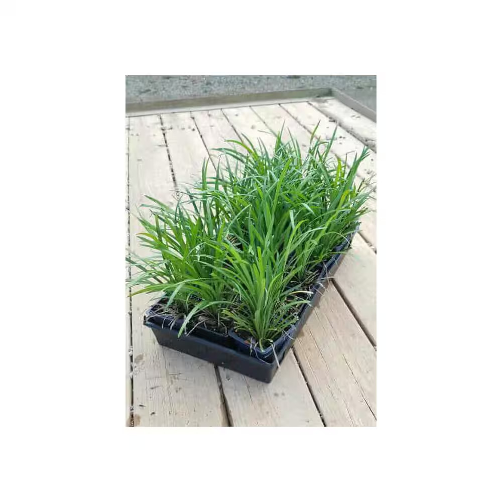 Big Blue Liriope 3 1/4 In. Pots (18-Pack) – Live Groundcover Grass