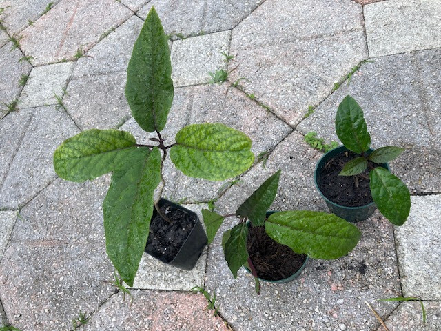 Starburst Clerodendrum – well rooted young seedling, sizes vary, without pot