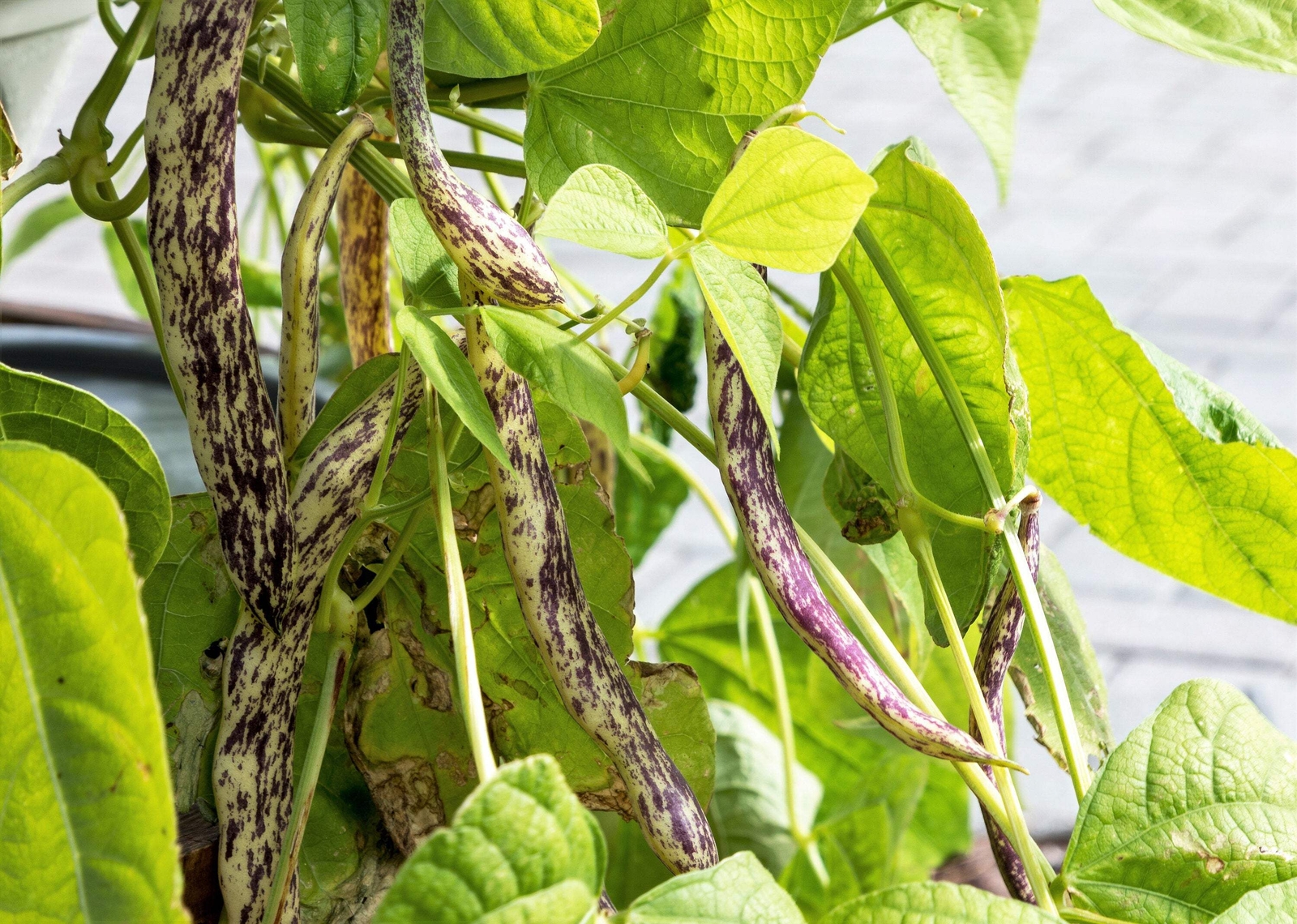 50 DRAGON TONGUE Wax BEAN Yellow Purple Phaseolus Vulgaris Vegetable Seeds