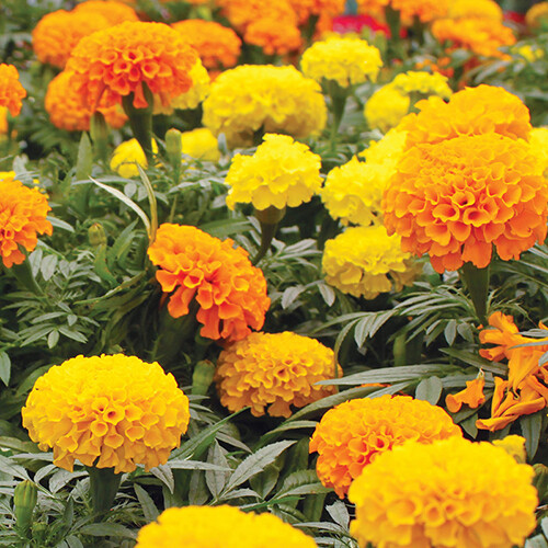 CrackerJack Mix Marigold Seeds | Heirloom | Free Shipping | Flower Seeds | 1191