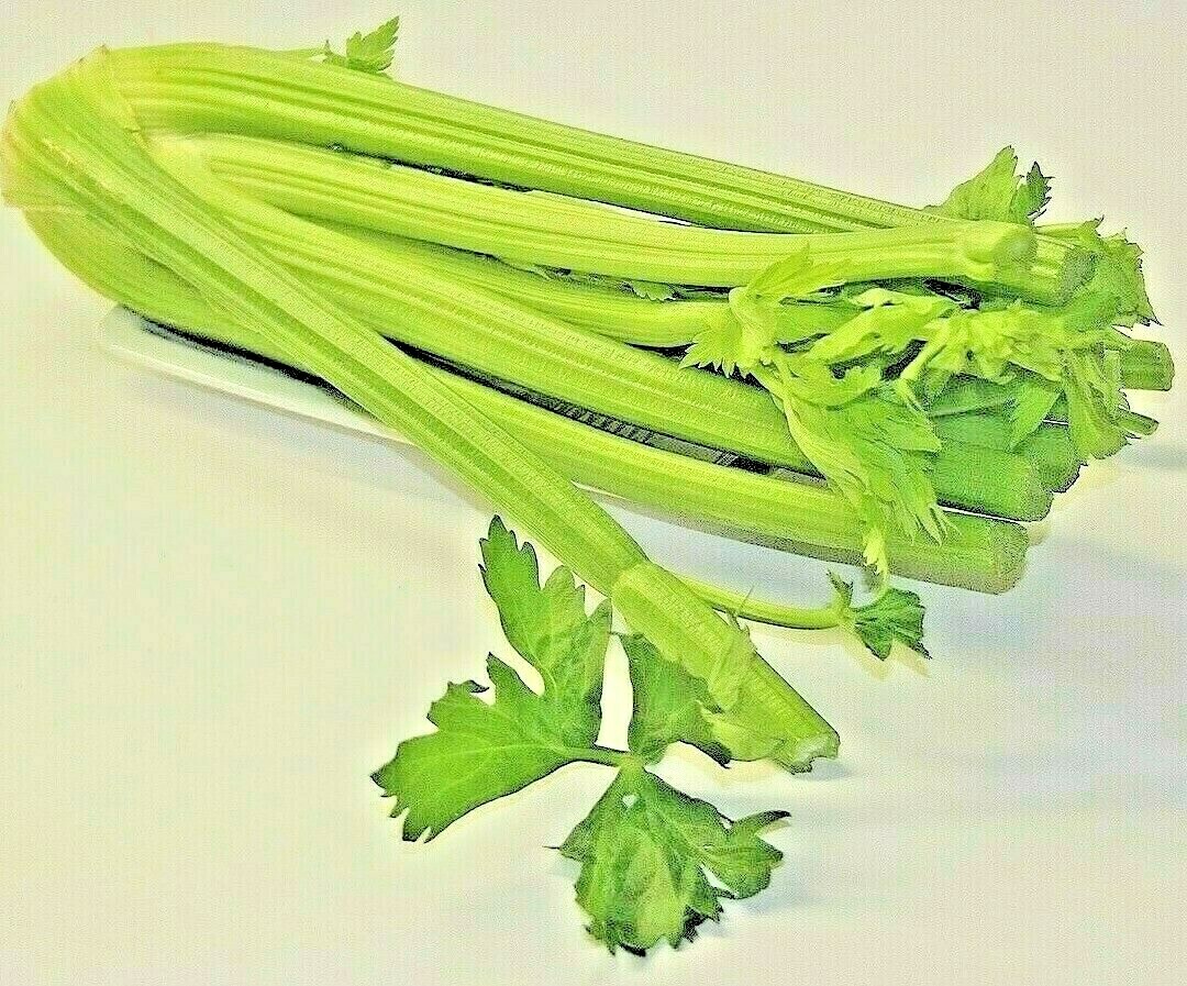 1000+ TALL CELERY SEEDS SPRING GARDEN VEGETABLE HARDY TASTY HEIRLOOM NON-GMO US
