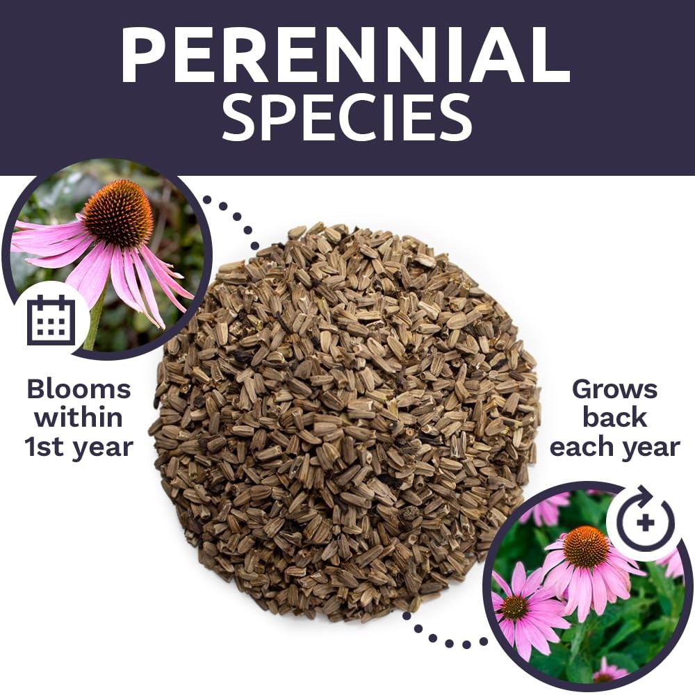 Purple Coneflower Seeds – Extra Large Packet – Over 1 Ounce Pouch,