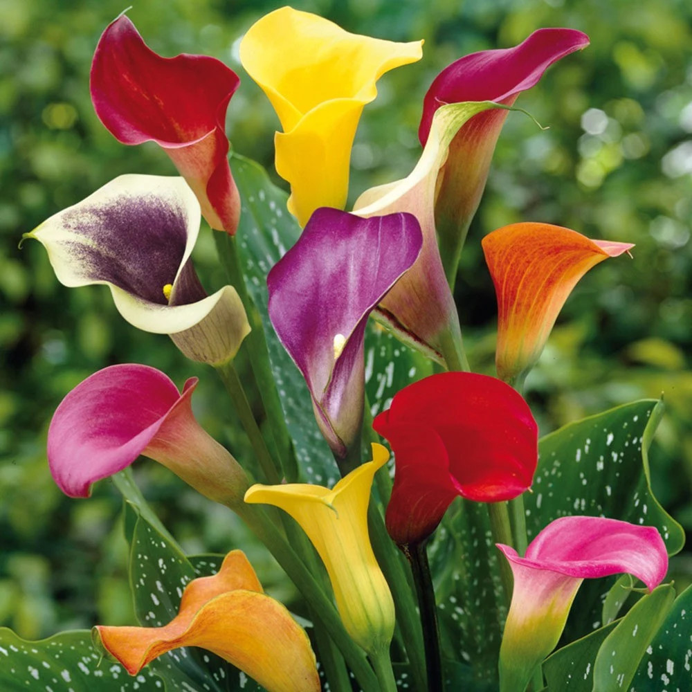 20 Mixed Calla Lily Bulbs!