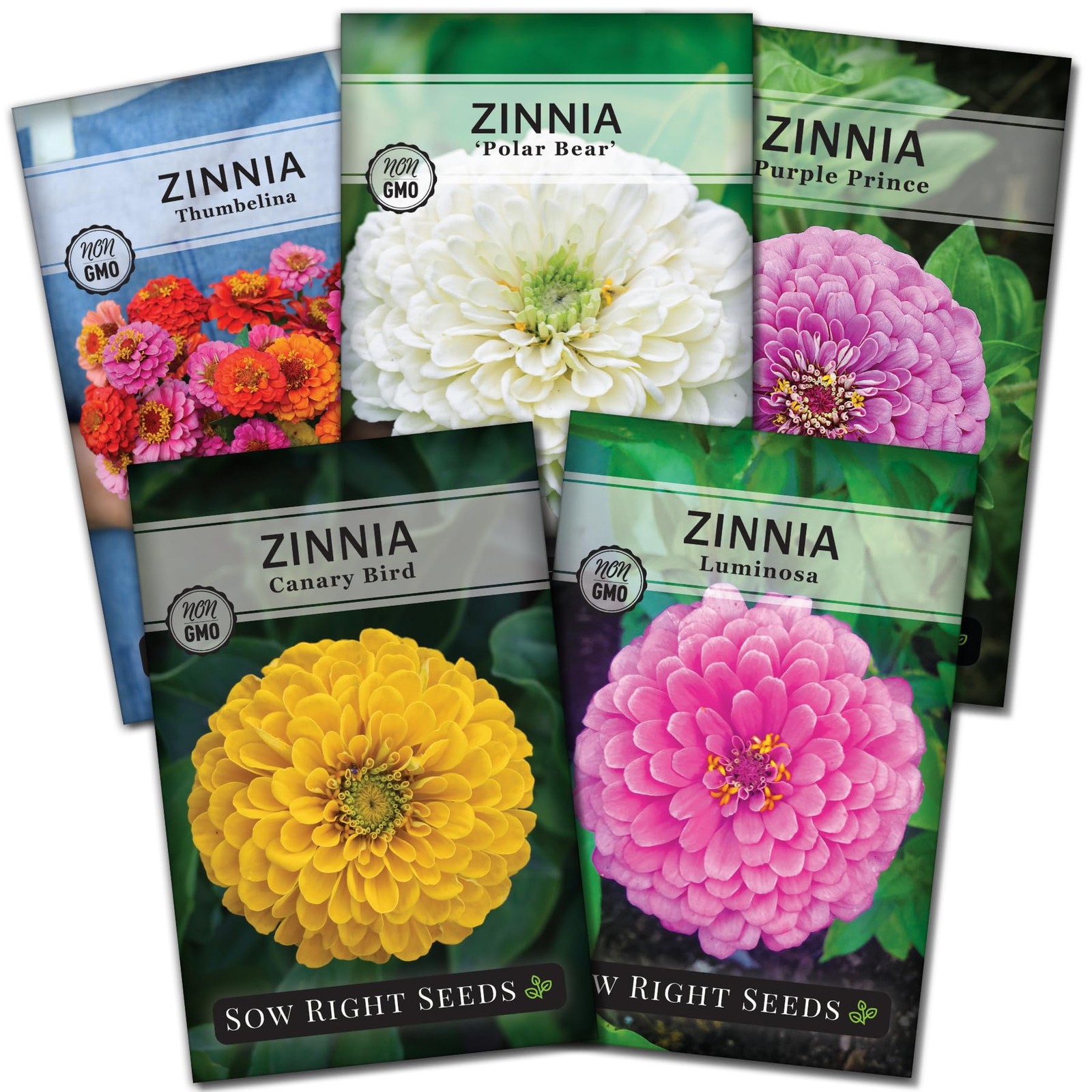Sow Right Seeds – Classic Zinnia Flower Collection – Five Packets Mix
