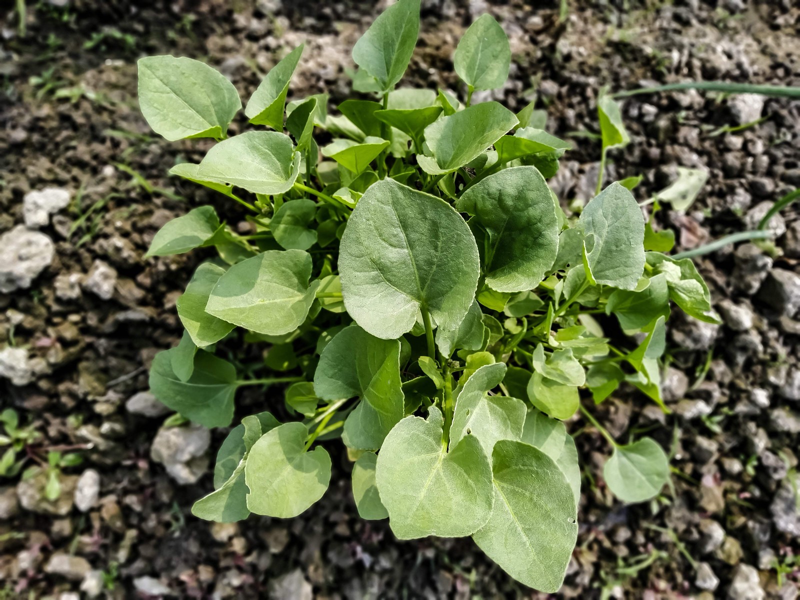 1500 UPLAND CRESS American Land Cress Barbarea Verna Creasy Vegetable Herb Seeds