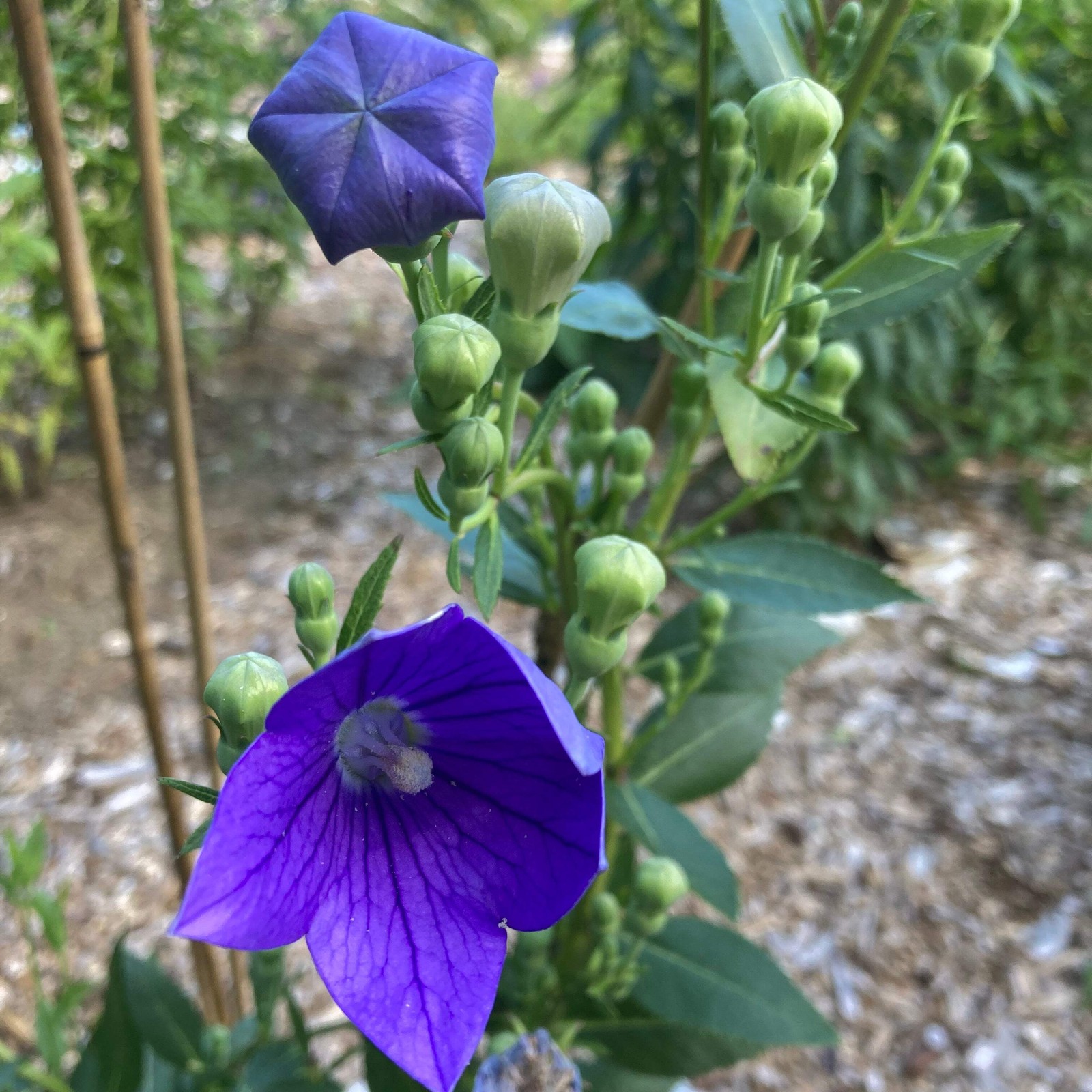 Balloon Flower Seeds (Platycodon grandiflorus) ~Traditional Herb Garden