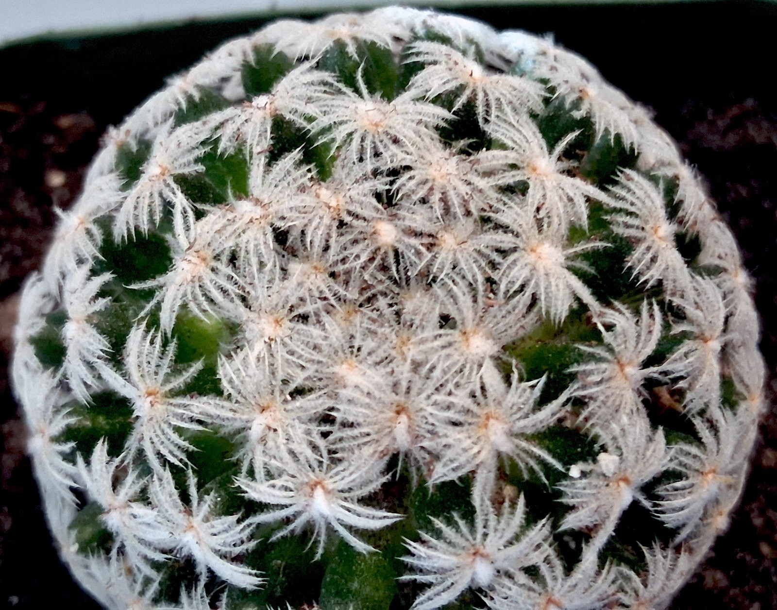 Rare Mammillaria duwei ‘Biznaguita’ – A Tiny, Fluffy Treasure from Mexico
