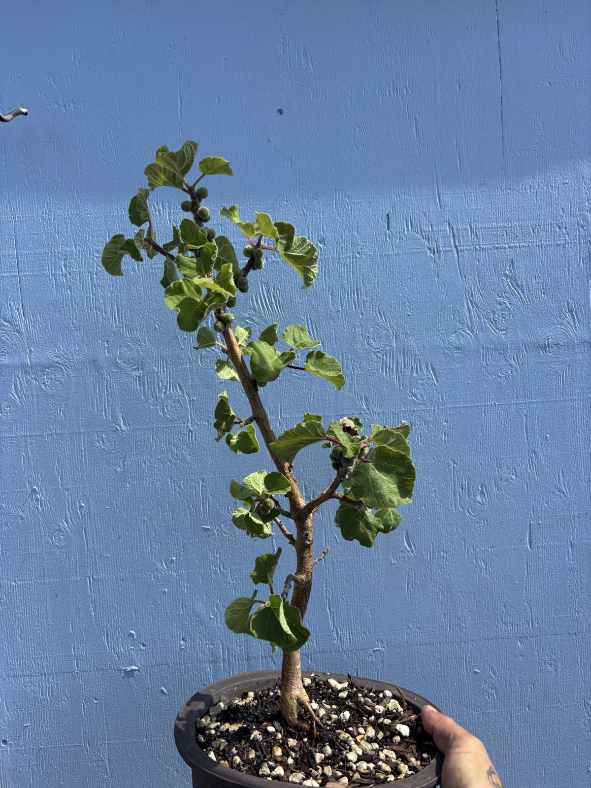 Ficus Tettensis