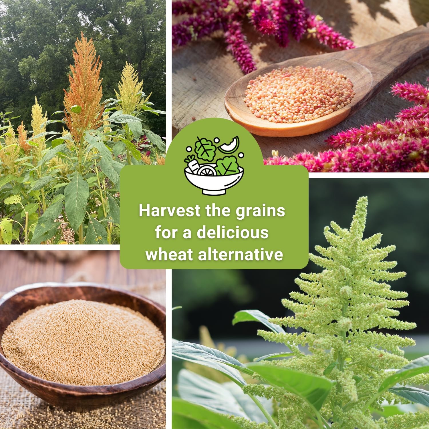 Sow Right Seeds – Amaranth Seed Collection for Planting – Non-GMO Mix